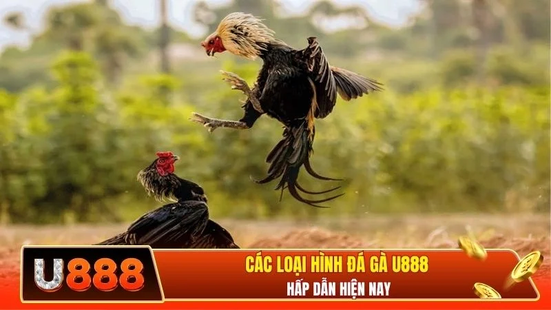 Các loại hình đá gà U888 hấp dẫn hiện nay