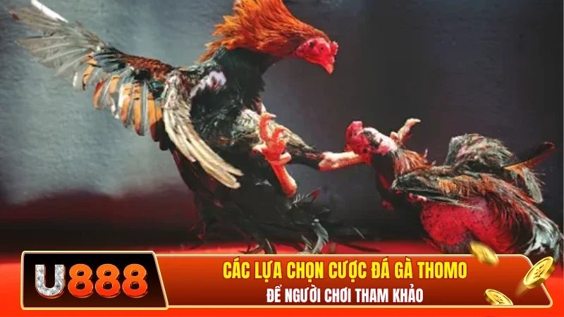 Các lựa chọn cược đá gà Thomo để người chơi tham khảo