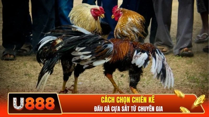 Cách chọn chiến kê đấu gà cựa sắt từ chuyên gia