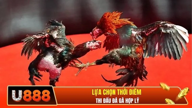 Lựa chọn thời điểm thi đấu đá gà hợp lý