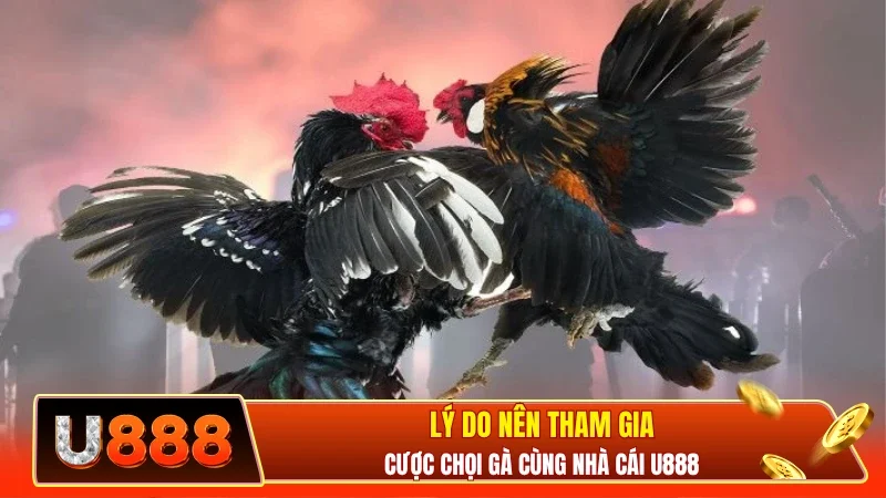 Lý do nên tham gia cược chọi gà cùng nhà cái