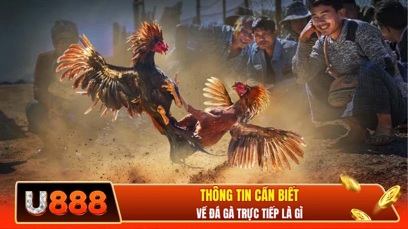 Thông tin cần biết về đá gà trực tiếp là gì