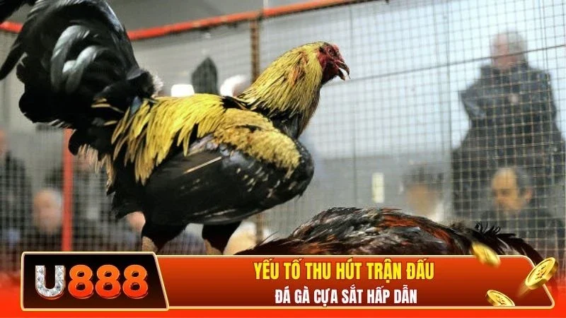 Yếu tố thu hút trận đấu đá gà cựa sắt hấp dẫn